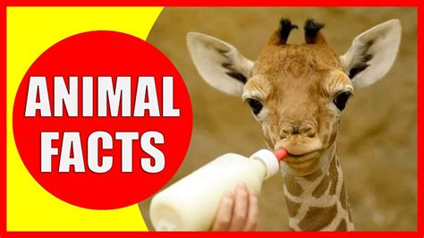 Random Facts About Animals You Never Knew