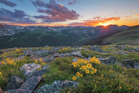 Rocky Mountain Wildflowers Of Colorado 2 Photograph By Rob Greebon