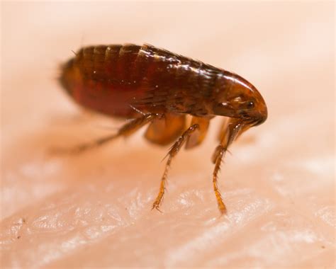 Tiny Black Jumping Bugs In Carpet Carpet Vidalondon