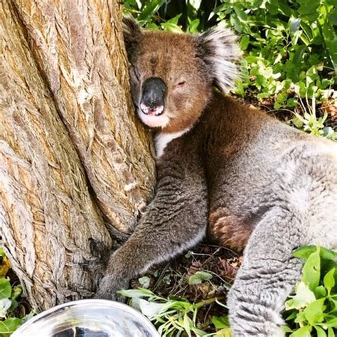 Adelaide Koala Rescue Akr Koala Rescue Service Adelaide Hills