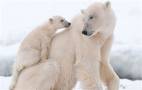 10 Facts About Polar Bears National Geographic Kids
