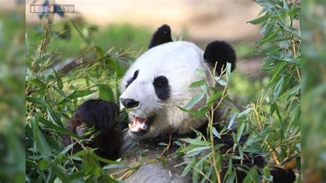 A Smart Lying Panda May Have Faked Pregnancy For Extra Buns And An Ac Accommodation