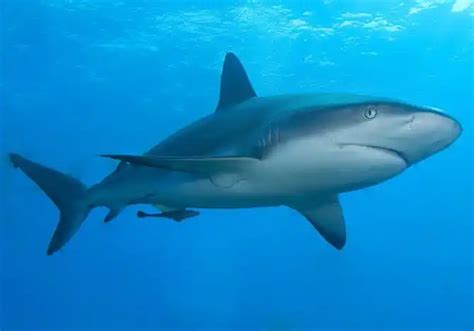 Humans Could Face New Threat From Sharks Practical Fishkeeping