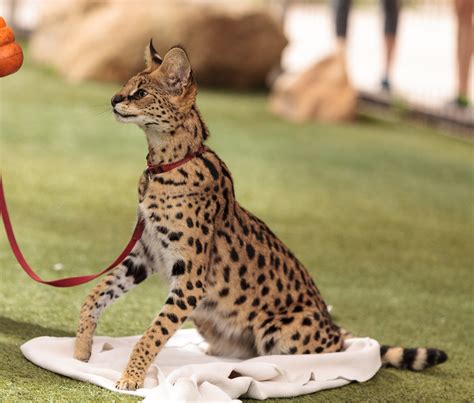 Cassie The African Serval Has Been Found Safe And Sound In