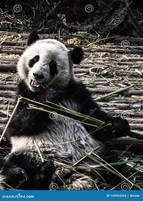 Giant Panda Bear Eating Bamboo Stock Photo Image Of Horizontal Lazy