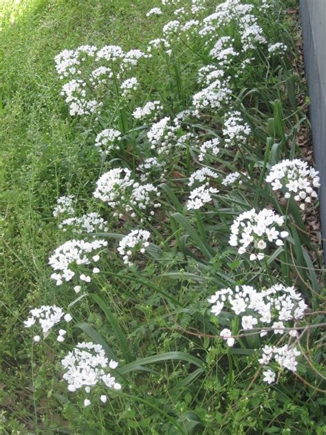 White Cluster Of Flowers On A Single Long Stem 12 18 Inches