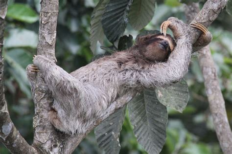 Sloth Sleeping Sciencefiles