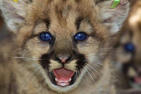 El Puma Que Come Donde Vive Características Y Curiosidades Vida