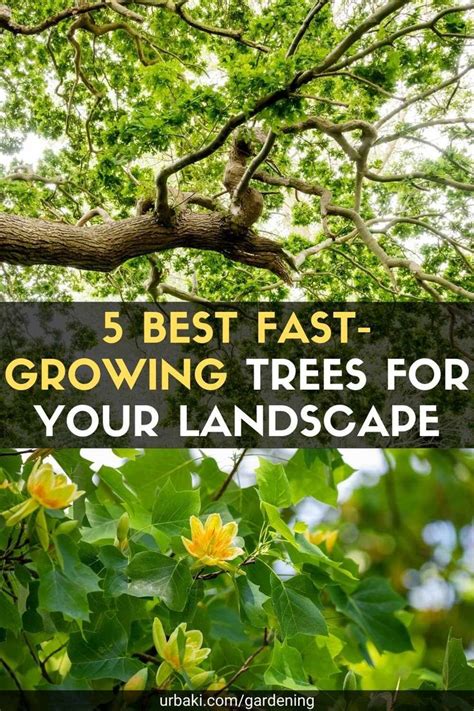 5 Best Fast Growing Trees For Your Landscape Growing Tree Fast Growing Trees Leyland Cypress