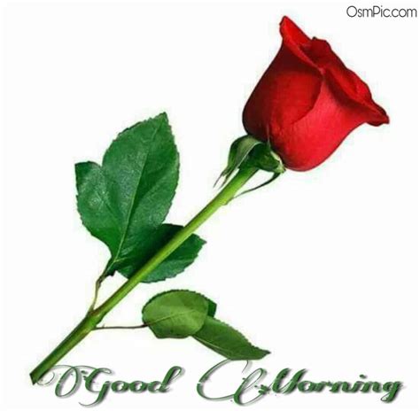 55 Good Morning Rose Flowers Images Pictures With Romantic Red Roses