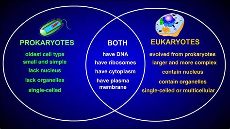 Prokaryotes Vs Eukaryotes Chart