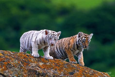 Bengal Tiger Cubs Mike Bacon Fine Art Photography