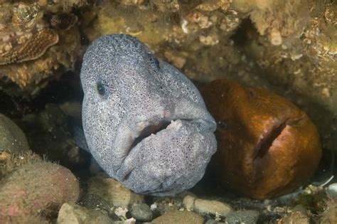 Wolf Eel 10 Facts About The Ferocious Sea Wolf