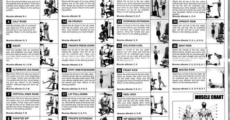 Weider Pro 6900 Exercise Chart With Images Workout Chart Exercise