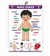 Body Parts Chart for Kids Early Learning Educational Chart | Size ...