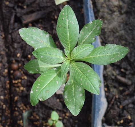 Ludwigia Species From A Potting Mix From China Efloraofindia