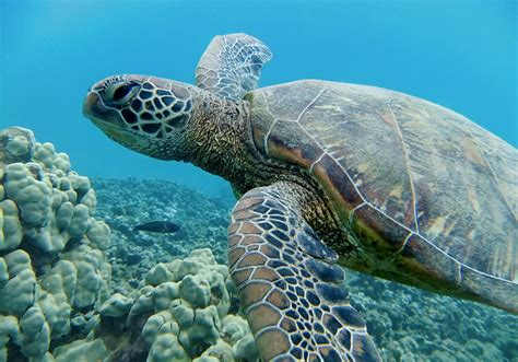 Maui Turtle Snorkel Tour Swim With Hawaiian Green Sea