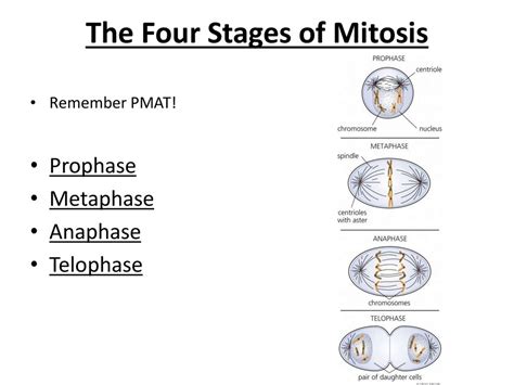Pmat Mitosis Stages Animaisdebem
