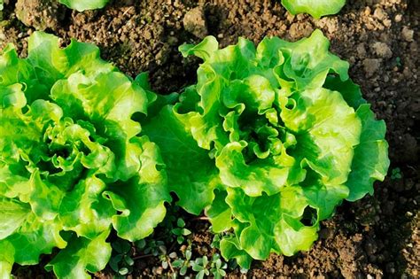 Lechuga Lechugas Lactuca Sativa Plantas Y Jardines