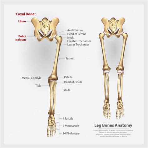 Leg Bone Clipart