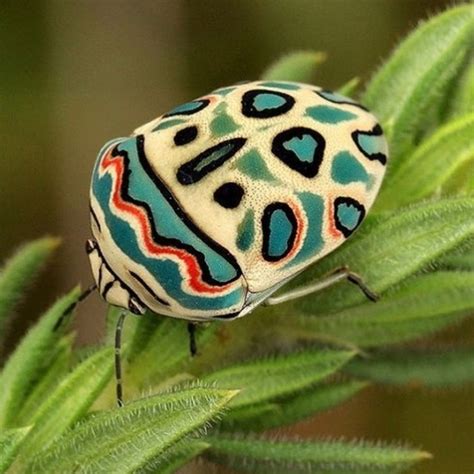 Top 10 Most Beautiful Insects In The World Owlcation