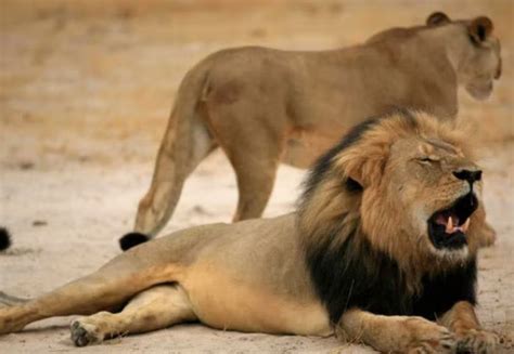 Stray Lion Menace Comes To An End In Matabeleland South Province