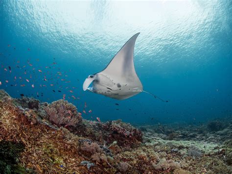 New Study Finds The Worlds Largest Population Of Giant Oceanic Manta