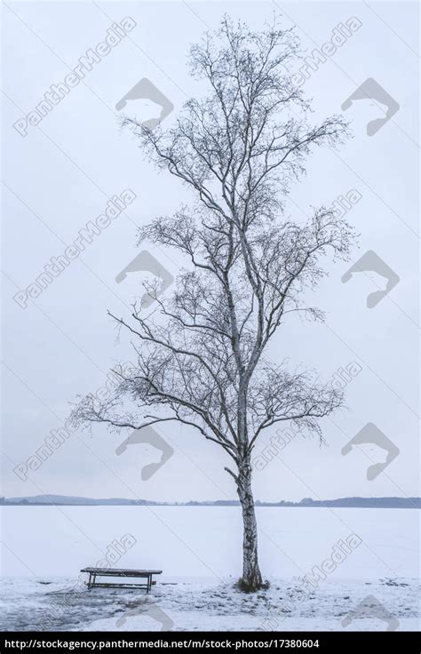 Germany Brandenburg Rangsdorfer Lake Birch Tree And Lizenzfreies Foto