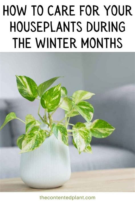 How To Care For Your Houseplants During The Winter Months In 2023