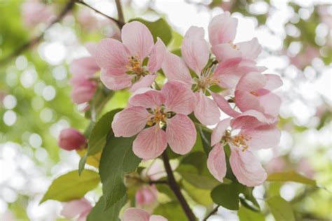 Apple Tree Flowers Bloom Free Photo On Pixabay