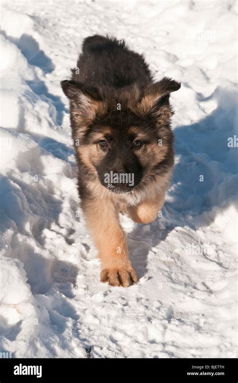German Shepherd Puppy Ten 10 Weeks Old Running In Snow Stock Photo