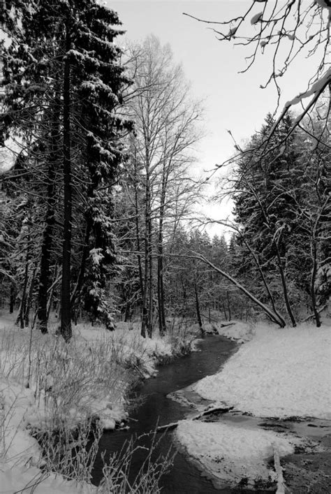 무료 이미지 나무 숲 분기 눈 겨울 검정색과 흰색 강 날씨 단색화 시즌 수로 흑백 사진 대기 현상