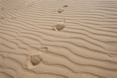 Foot Prints In Desert Stock Image Image Of Area Natural 24181147