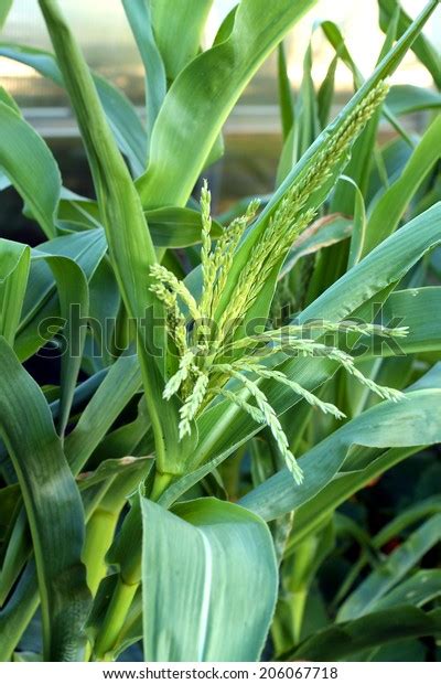 Male Inflorescence Maize Zea Mays Stock Photo 206067718 Shutterstock