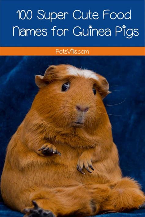 There are literally thousands of canine names out there for your new dog.in this article, we'll focus solely on dog names that are inspired by food. 100 Outrageously Funny Food Names For Guinea Pigs - Petsvills
