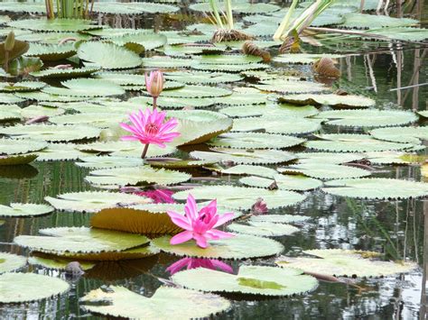 Lily Pad Pond Flower Free Photo On Pixabay Pixabay