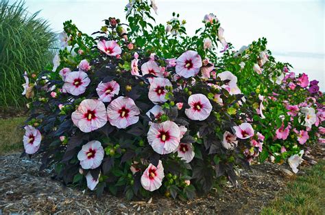 Summerific® Perfect Storm Hibiscus Plant Addicts