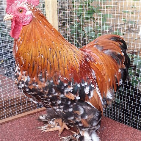 Pekin Bantam For Sale Chickens Breed Information Omlet