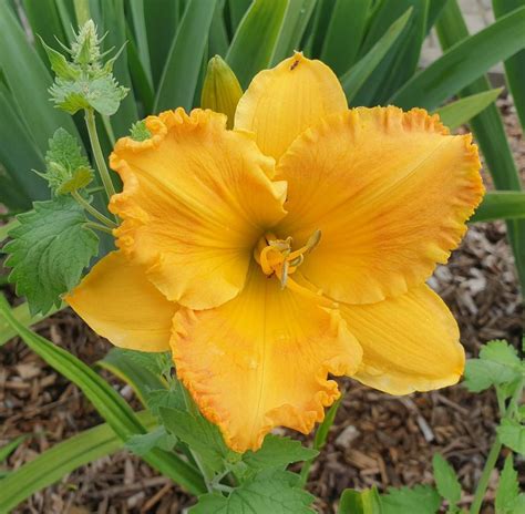 Photo Of The Bloom Of Daylily Hemerocallis Orange Nassau Posted By