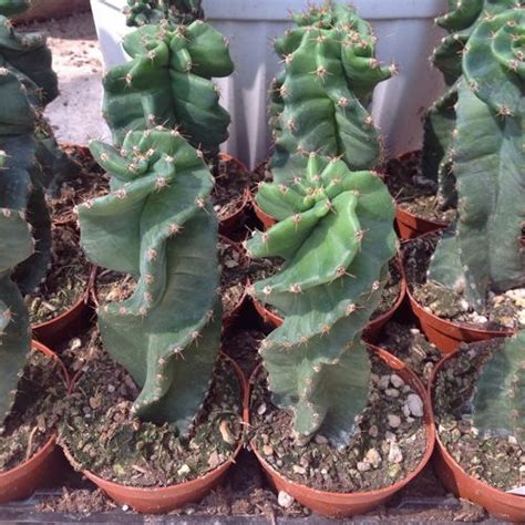 Our cacti and succulents are two or more years old. Cereus forbesii Spiralis Giromagi Cactus | Kaktüs