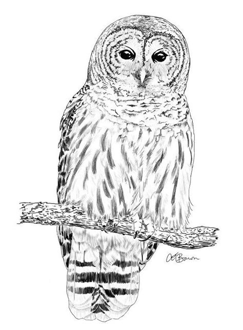 Barred Owl Illustration A T Baron Owl Illustration Barred Owl Owl