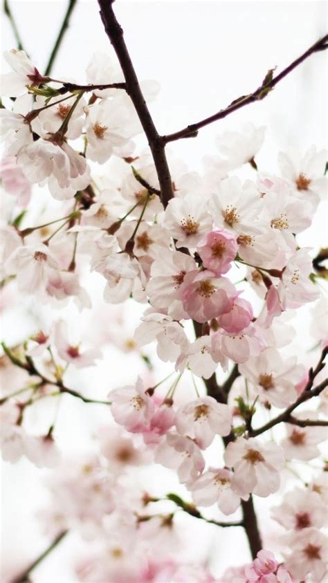 Japanese Cherry Blossom Iphone Wallpapers Top Free
