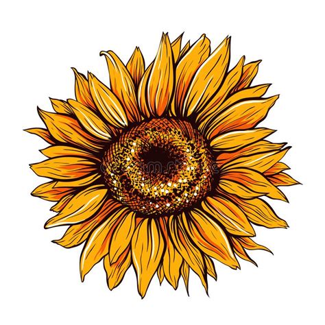 Sunflower Clipart Hand Drawn Watercolor Stock Illustration Yellow