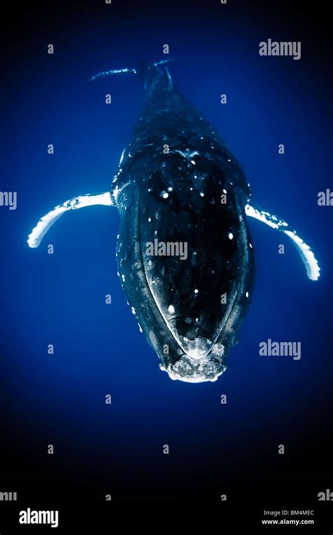 Humpback Whale Megaptera Novaeangliae Pacific Tonga Stock Photo Alamy