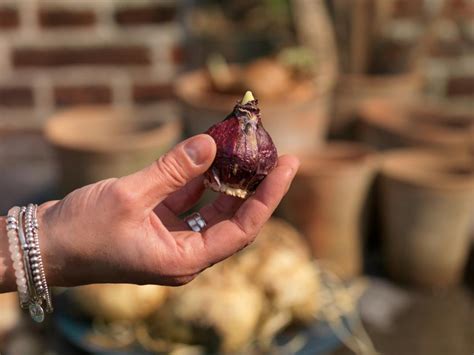 Dutch Hyacinth Discover Flower Bulbs