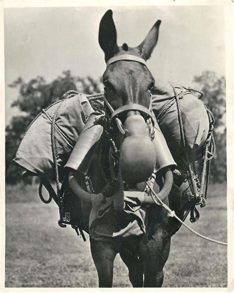1943 Us Army Mule Wearing An M 4 Type Gas Mask Developed By The