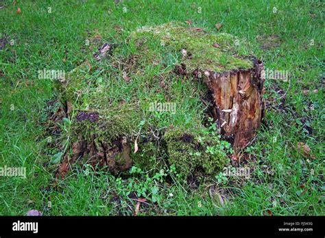 Rotten Tree Stump In A Meadow Germany Stock Photo Alamy