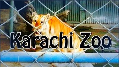 Zoo Animals Karachi Pakistan Youtube