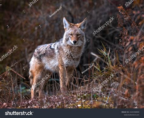 Beautiful Photo Wild Coyote Out Nature Stock Photo 2143358909