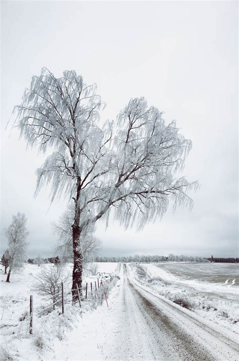 Birch Tree In Winter Asking List